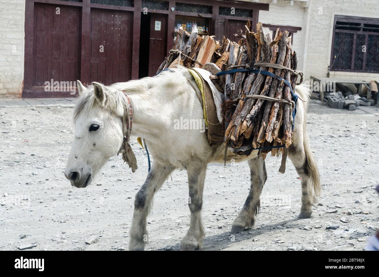 Horse carrying load hires stock photography and images Alamy