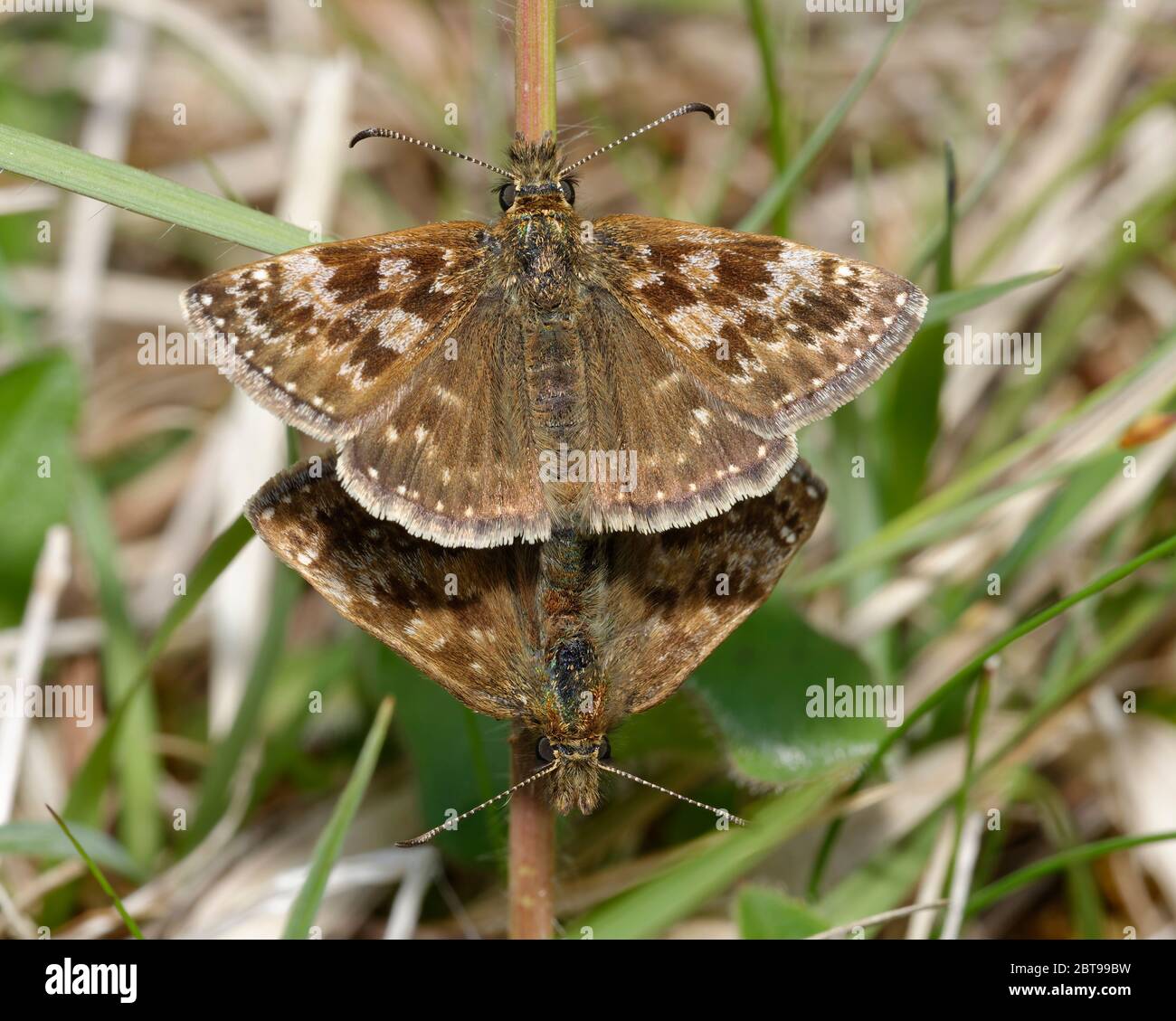 Dingy Skipper Erynnis Tages Mating Pair In Grass Stock Photo Alamy dingy-skipper-erynnis-tages-mating-pair-in-grass-stock-photo-alamy