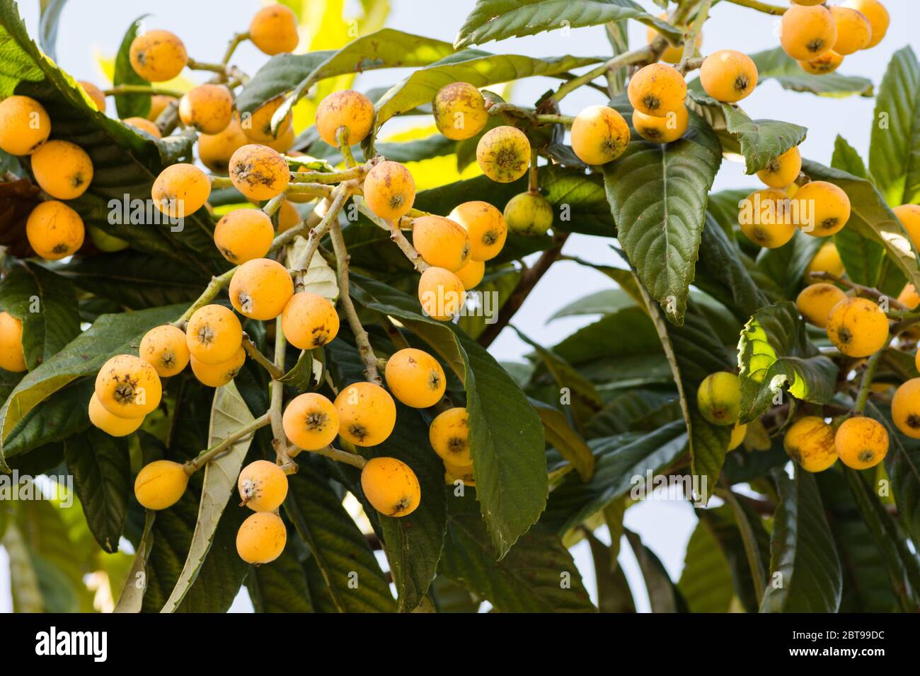 Clusters of ripe loquats fruit (Eriobotrya Japonica) on loquat tree Stock Photo