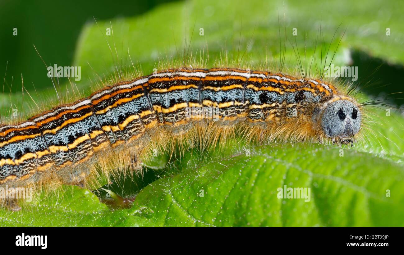 Lackey Moth Caterpillar - Malacosoma neustria  on leaf Stock Photo