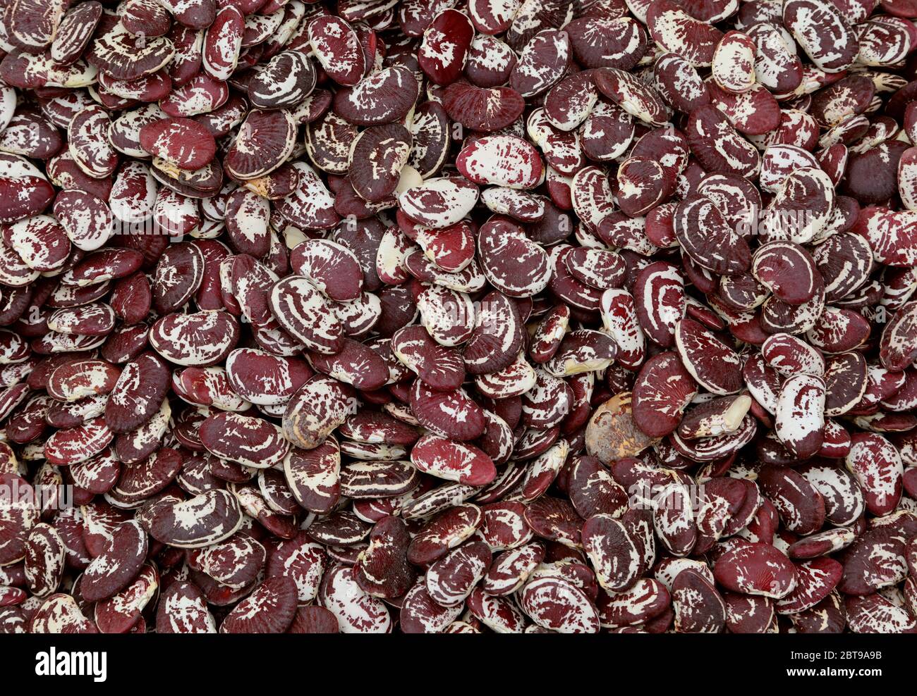 background of dark dried beans of a rare species called in Italy Pope beans or Fagioli del Papa in Italian language Stock Photo