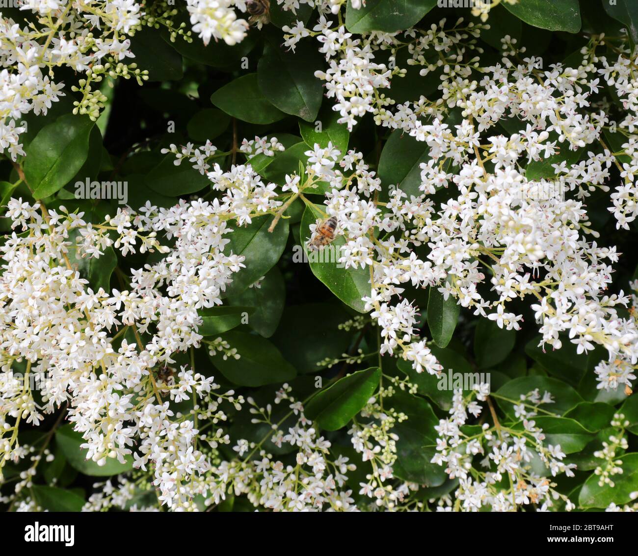 white small flowers of privet a flowering plant in the genus Ligustrum