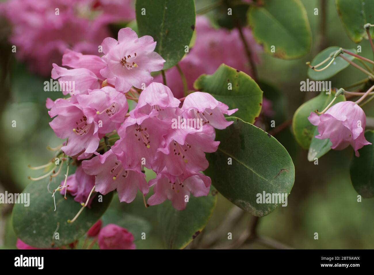 Rhododendron orbiculare Stock Photo