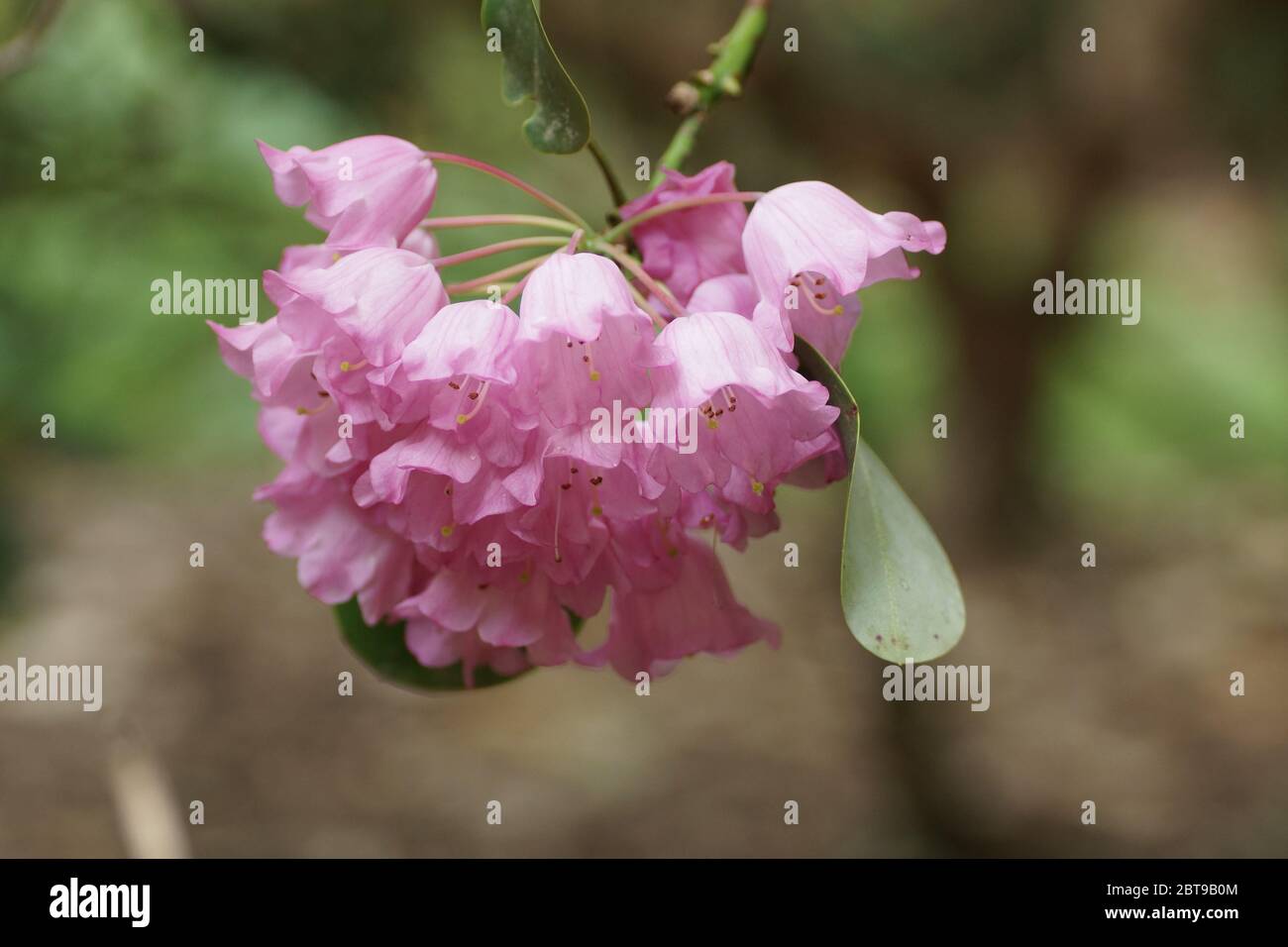 Rhododendron orbiculare Stock Photo