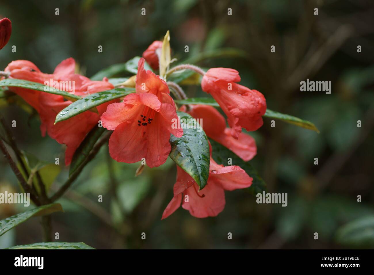 Rhododendron 'Fabia' Stock Photo