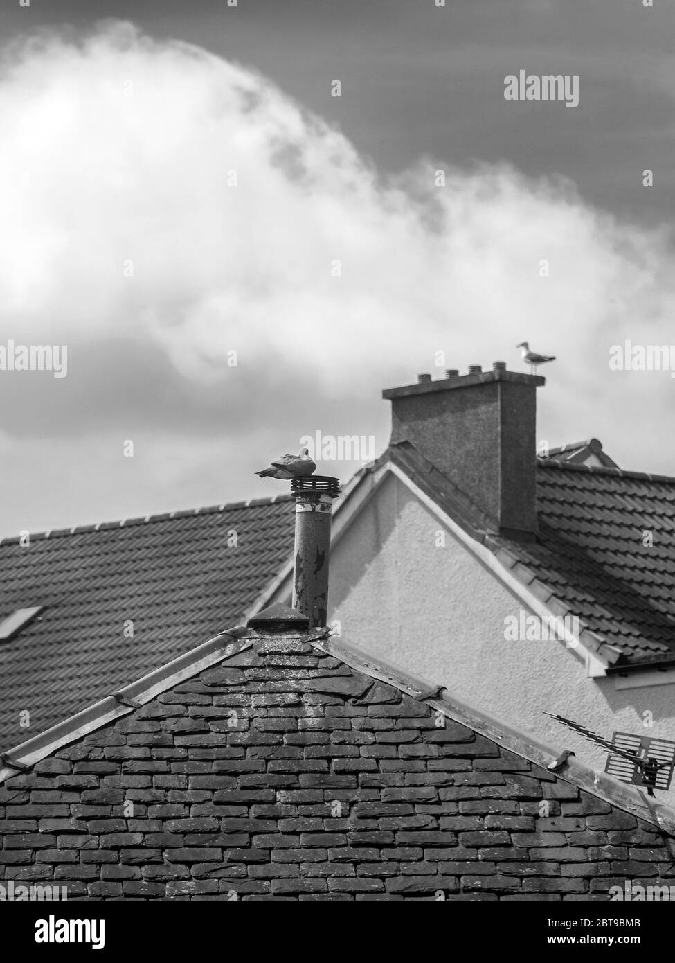Glasgow, Scotland, UK. 20th May 2020: A black and white photograph of a bird sitting on a slated roof. Stock Photo