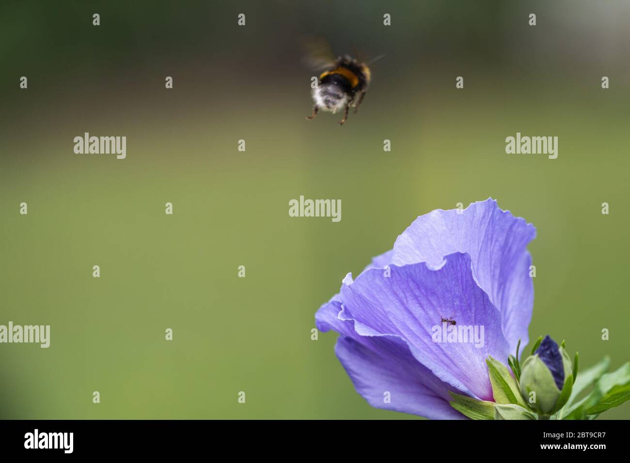 Hibiscus petal hi-res stock photography and images - Alamy