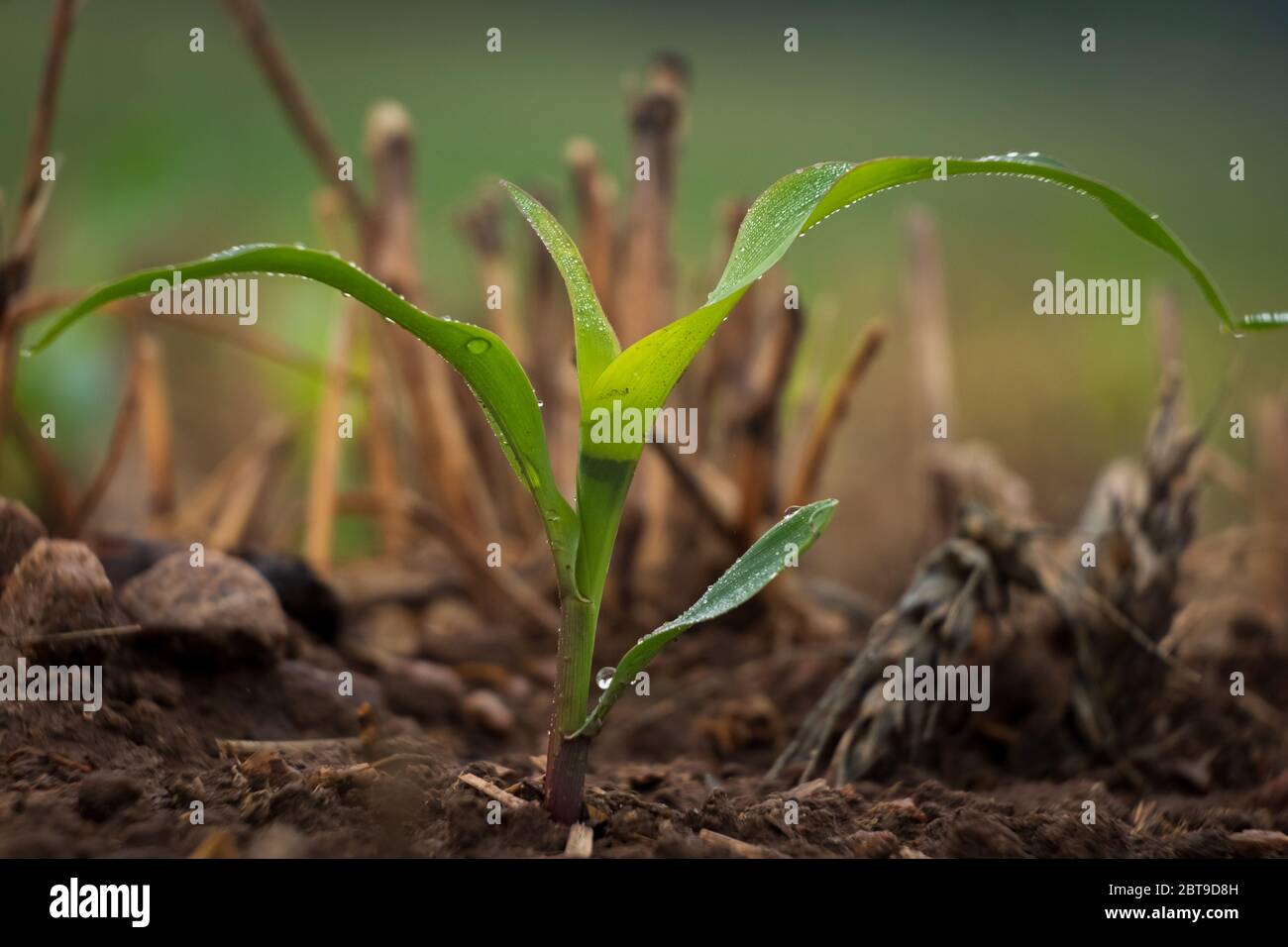 Young corn plant emerges hi-res stock photography and images - Alamy