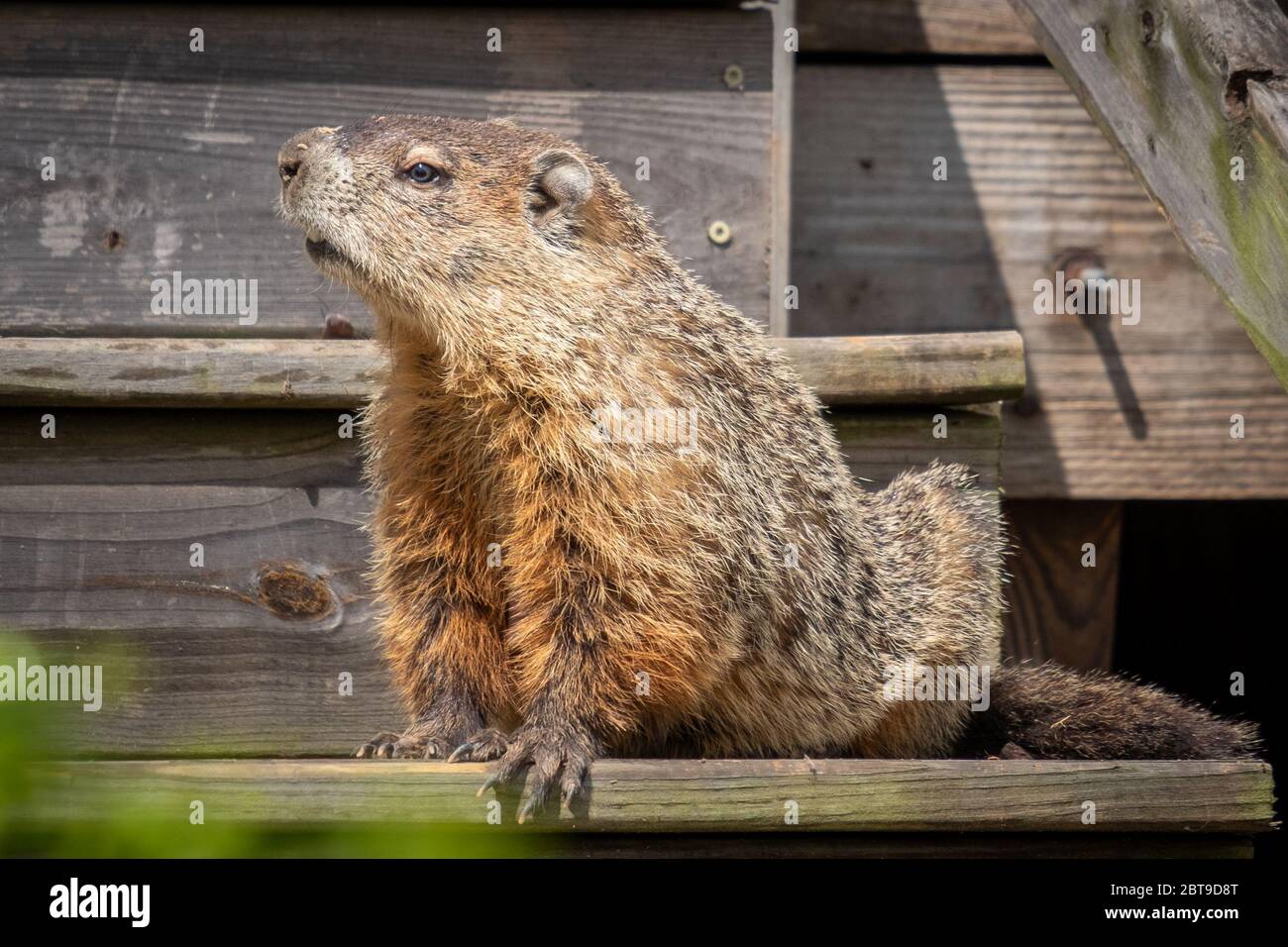 A large groundhog appears to stand guard on the steps. Raleigh, North