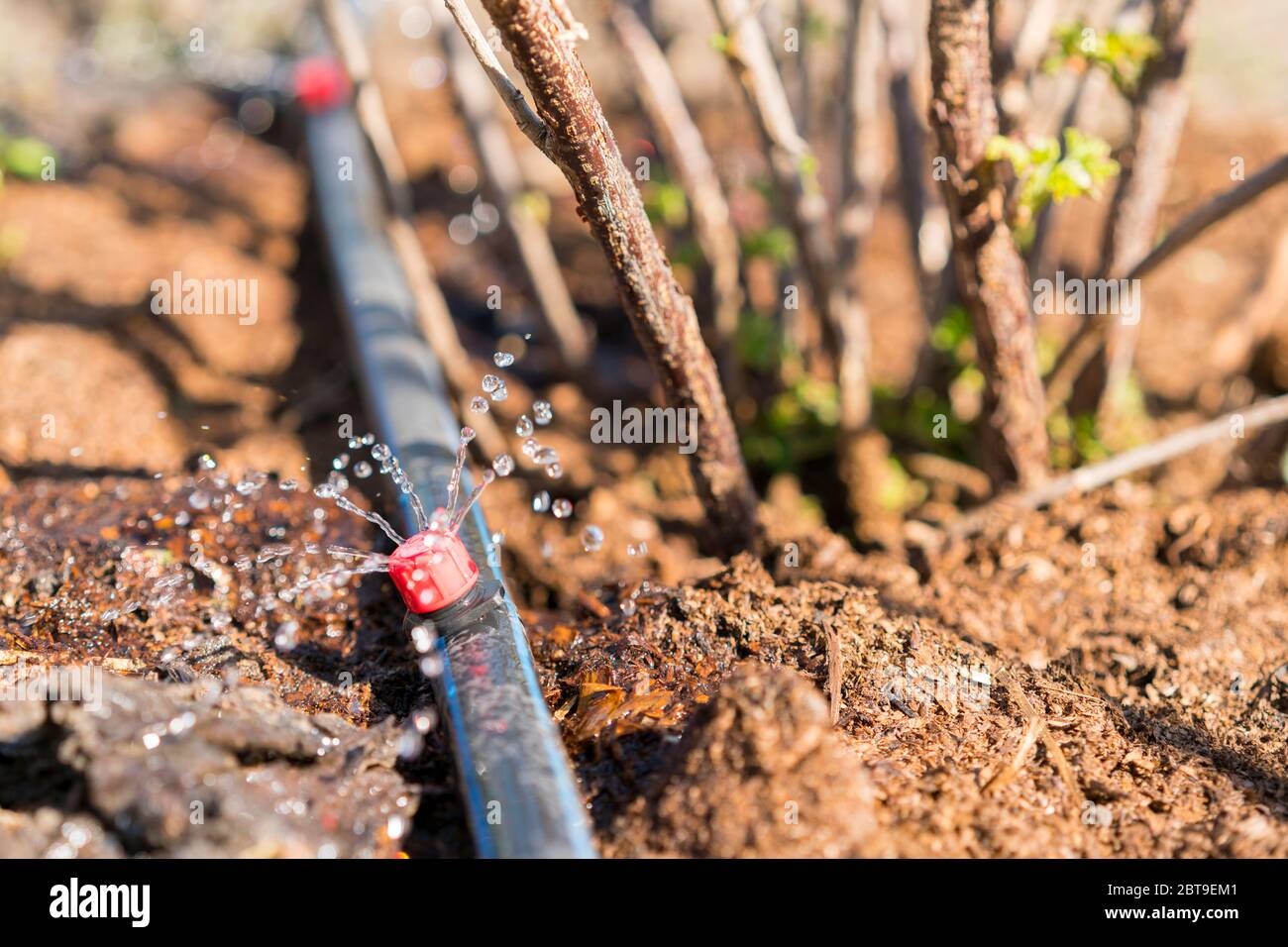 Sprinkler systems, drip irrigation, watering lawns. Drip Irrigation