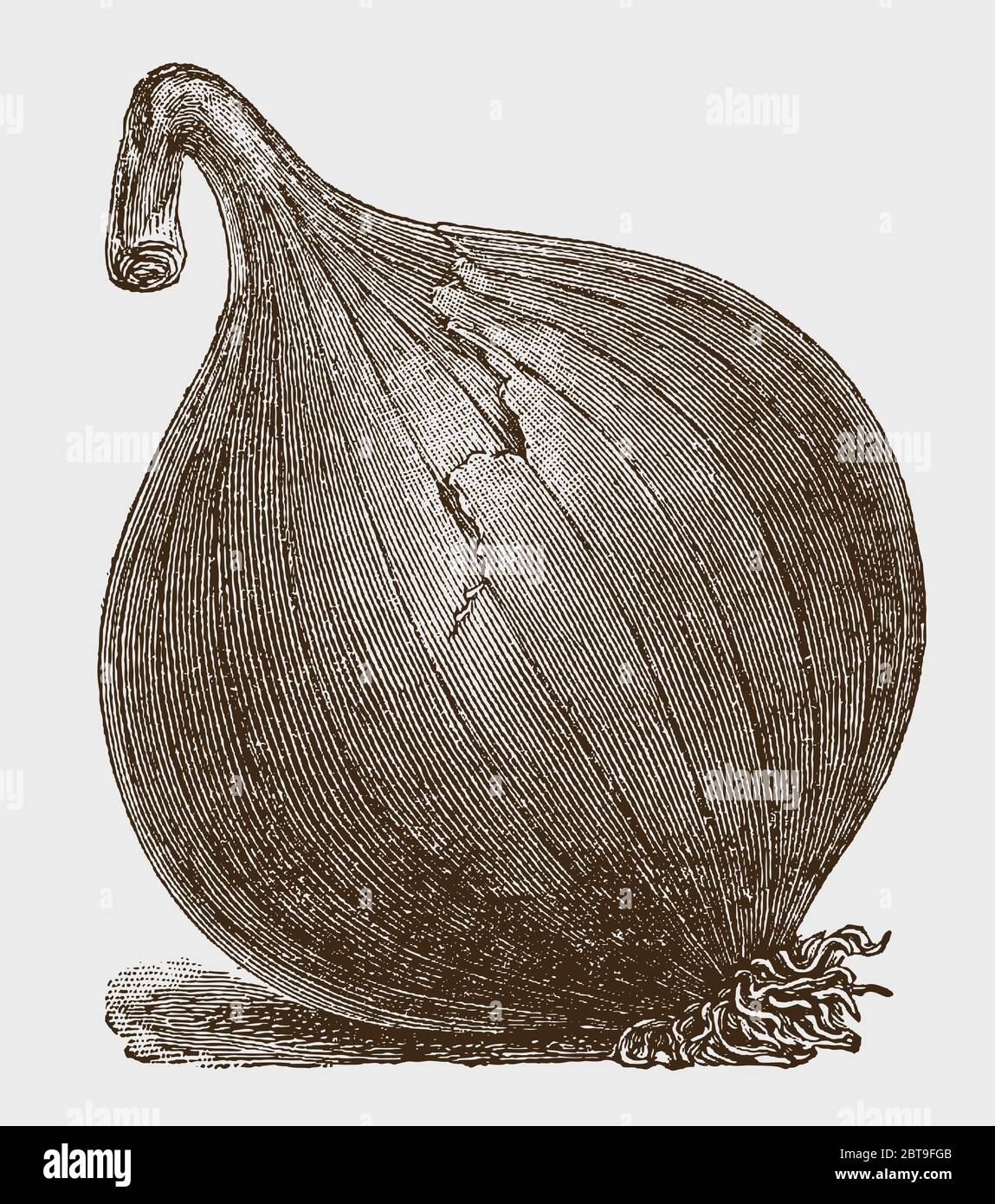 Globe-shaped onion with a brittle top, lying slightly tilted to the side, after a historical engraving from the early 20th century Stock Vector