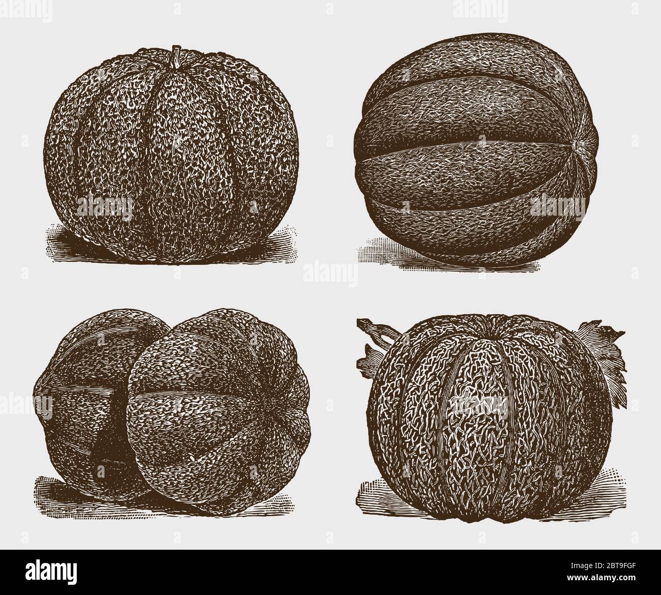 Collection of four muskmelon varieties, arranged symmetrically, after historical engravings from the early 20th century Stock Vector