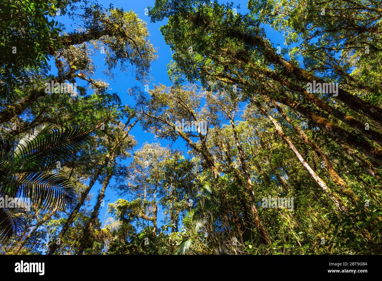 Beautiful cloudforest in La Amistad national park, Chiriqui province, Republic of Panama. Stock Photo