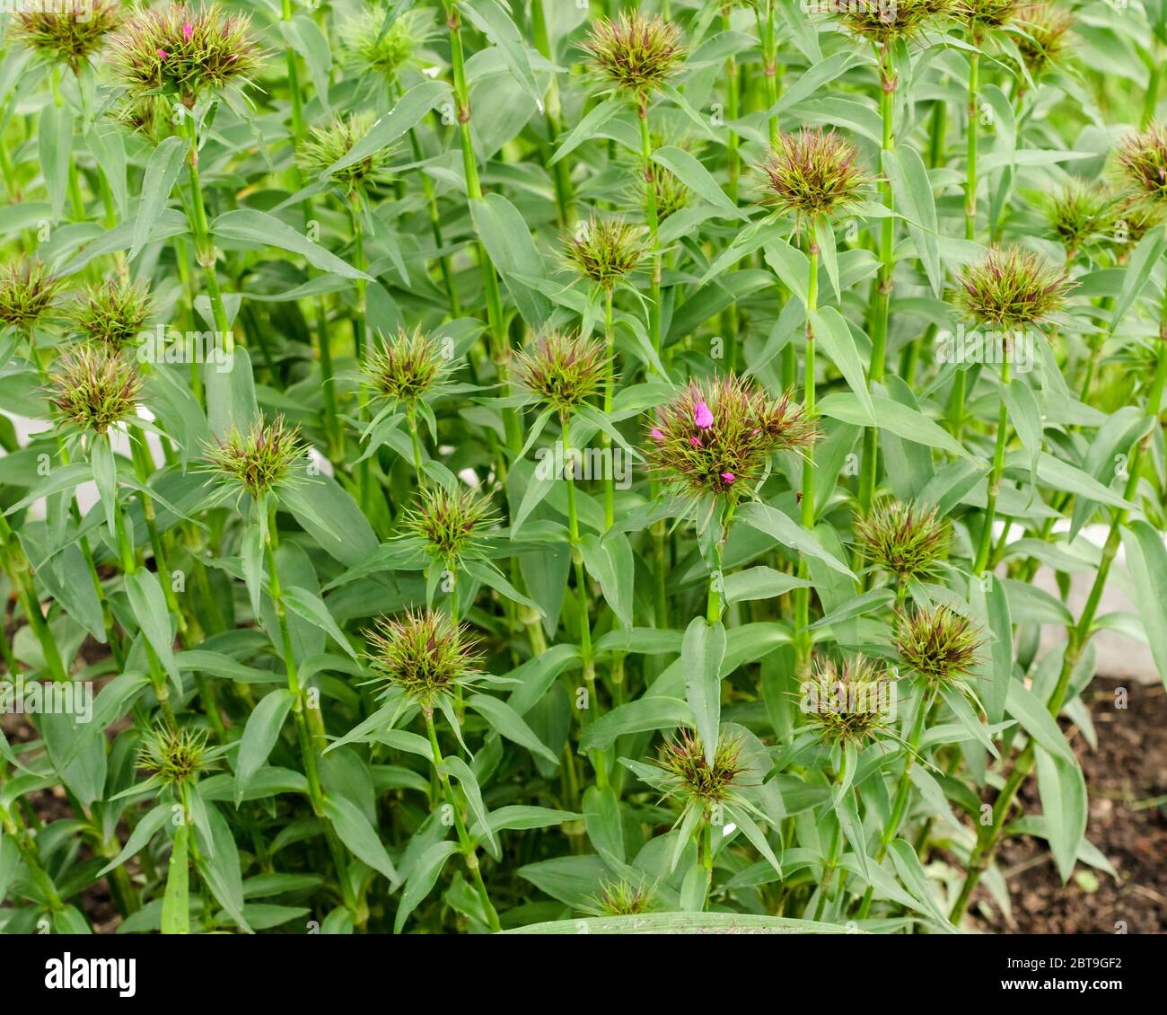 the many blossoms of a  sweet William plant to look forward to this spring Stock Photo