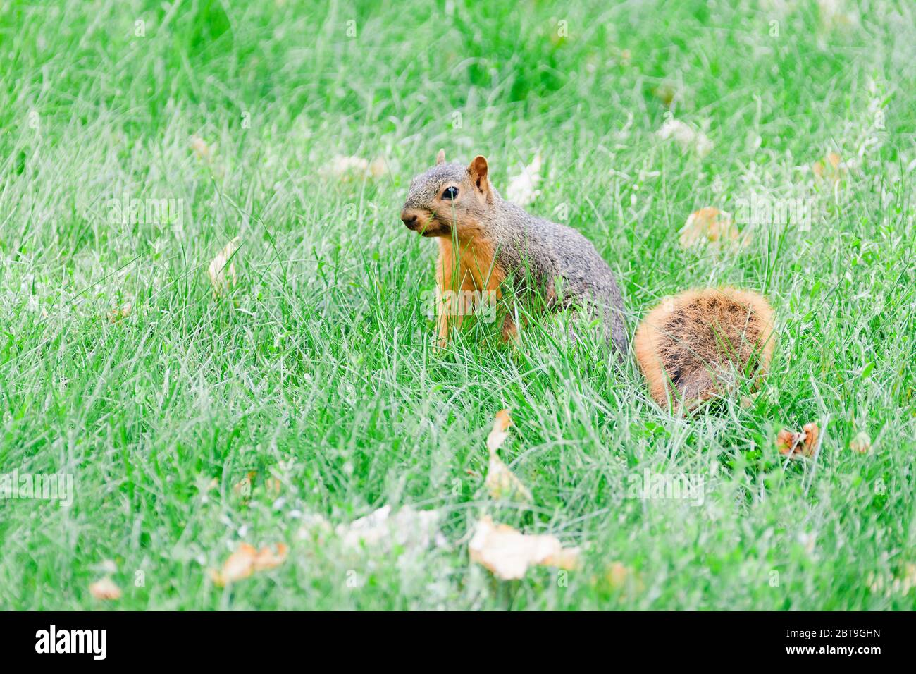 a squirrel sitting in the tall Illinois grass watching intently Stock Photo