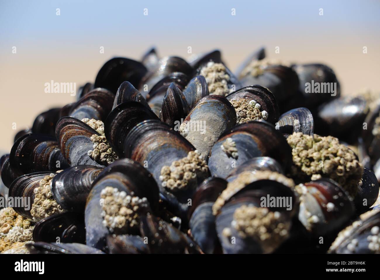 Mussels and Barnacles on rock at beach Stock Photo Alamy