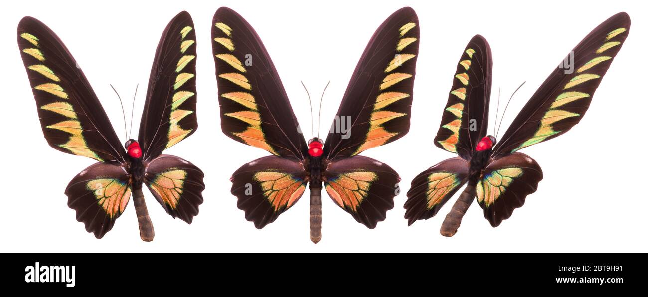 Set of colorful butterflies isolated on a white background Stock Photo ...