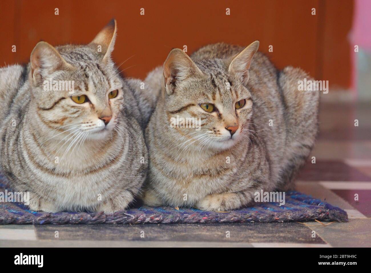 close up of two cats sitting on cloth at home Stock Photo