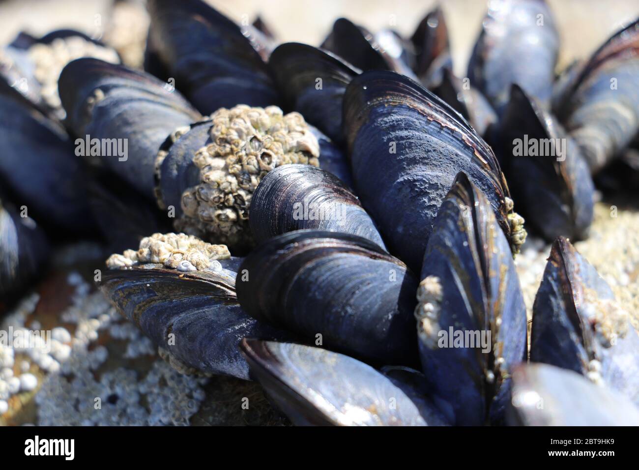 Mussels and Barnacles on rock at beach Stock Photo Alamy