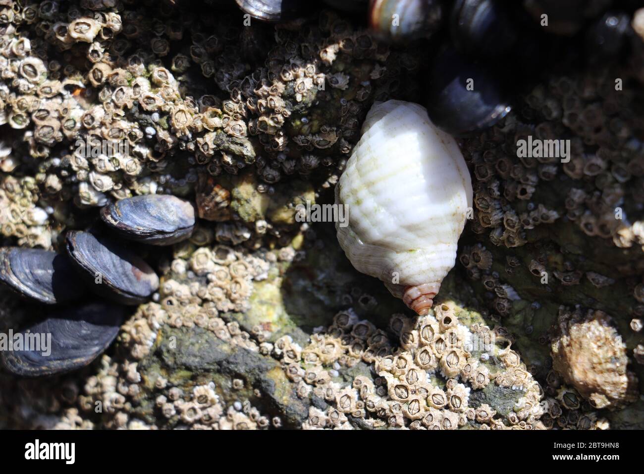Mussels and Barnacles on rock at beach Stock Photo Alamy