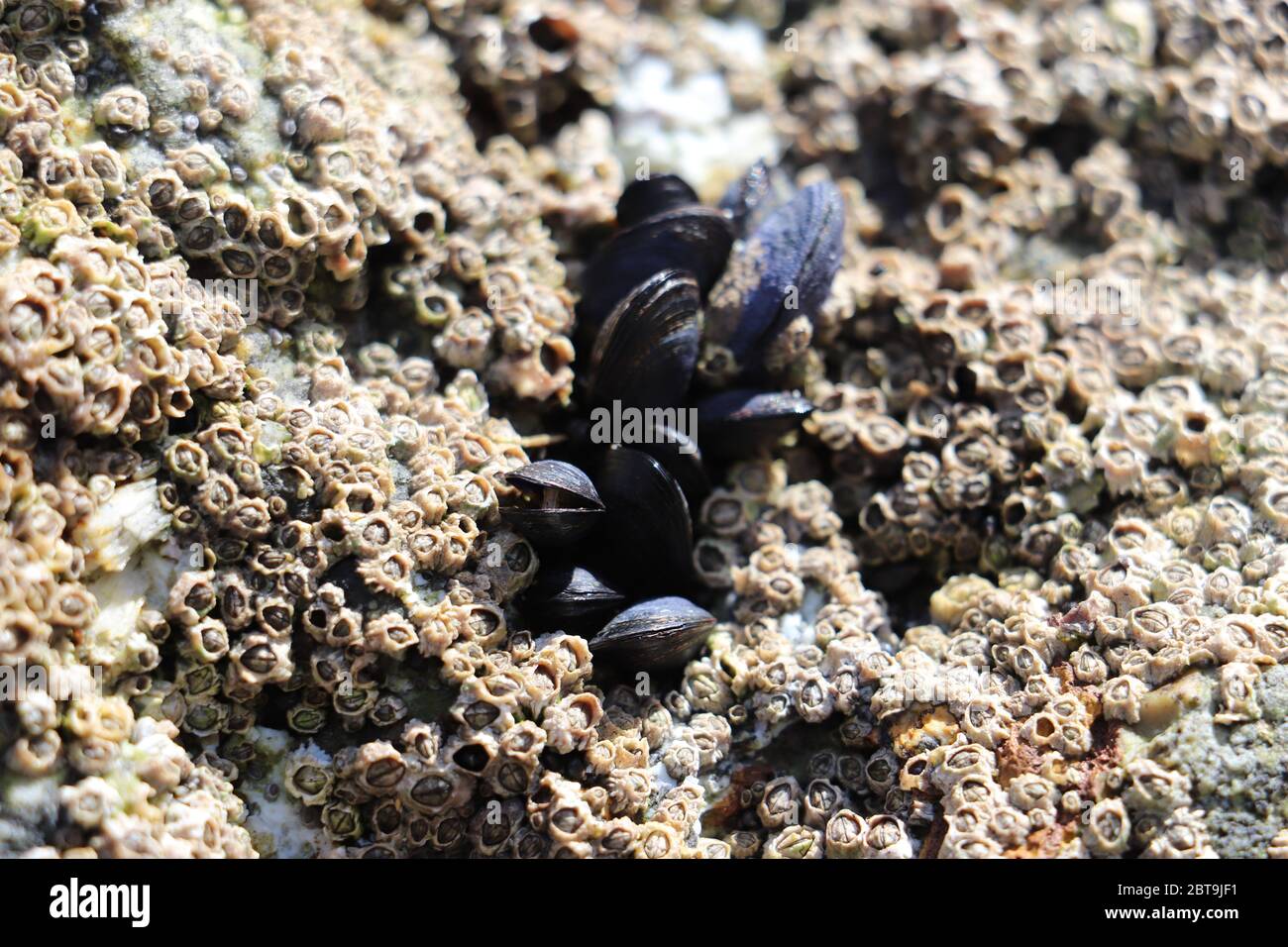 Mussels and Barnacles on rock at beach Stock Photo Alamy