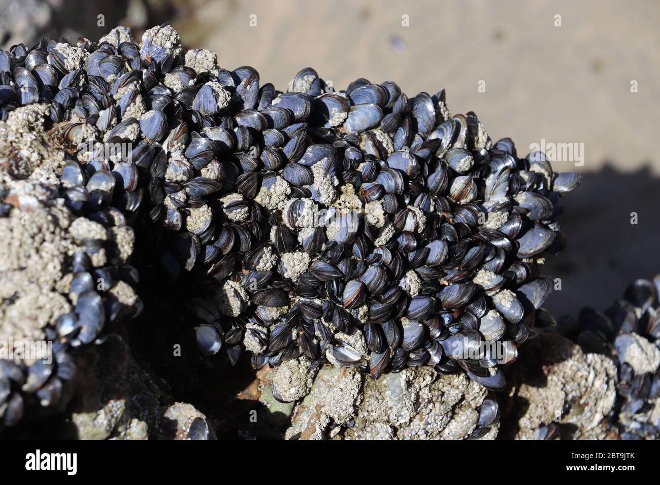 Mussels and Barnacles on rock at beach Stock Photo Alamy