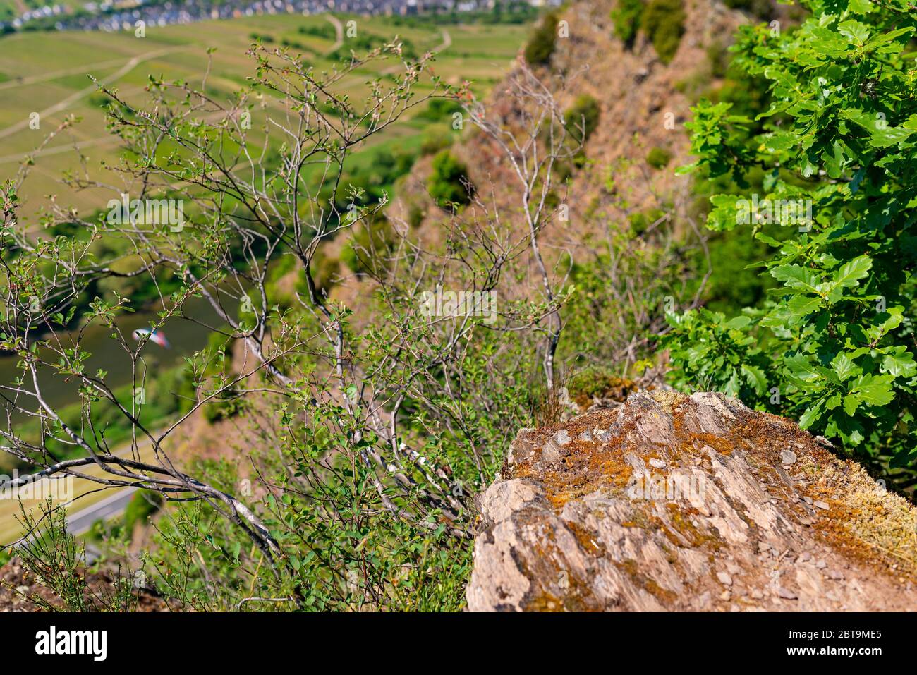 Plants growing in slate hires stock photography and images Alamy