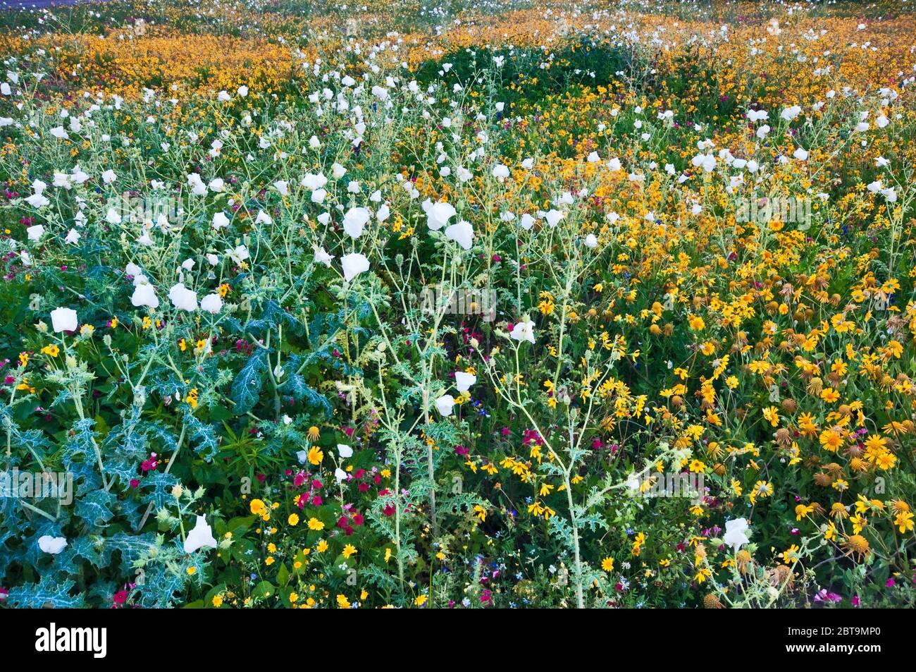 White prickly poppies and sunflowers dominate field of wildflowers at roadside in springtime, Goliad State Park, near Goliad, Texas, USA Stock Photo