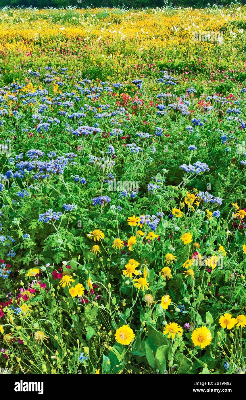 Blue mistflowers (Conoclinium coelestinum), Huisache daisies (Amblyolepis setigera) and other wildflowers, springtime, Goliad State Park, Texas, USA Stock Photo