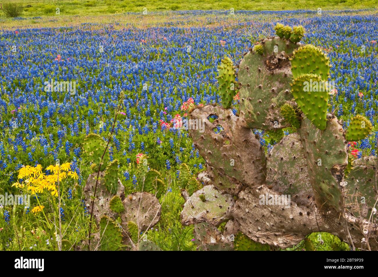 Prickly pear cactus and sunflowers in front of field of bluebonnets and some Indian paintbrush wildflowers at roadside in springtime,  near Helena, TX Stock Photo