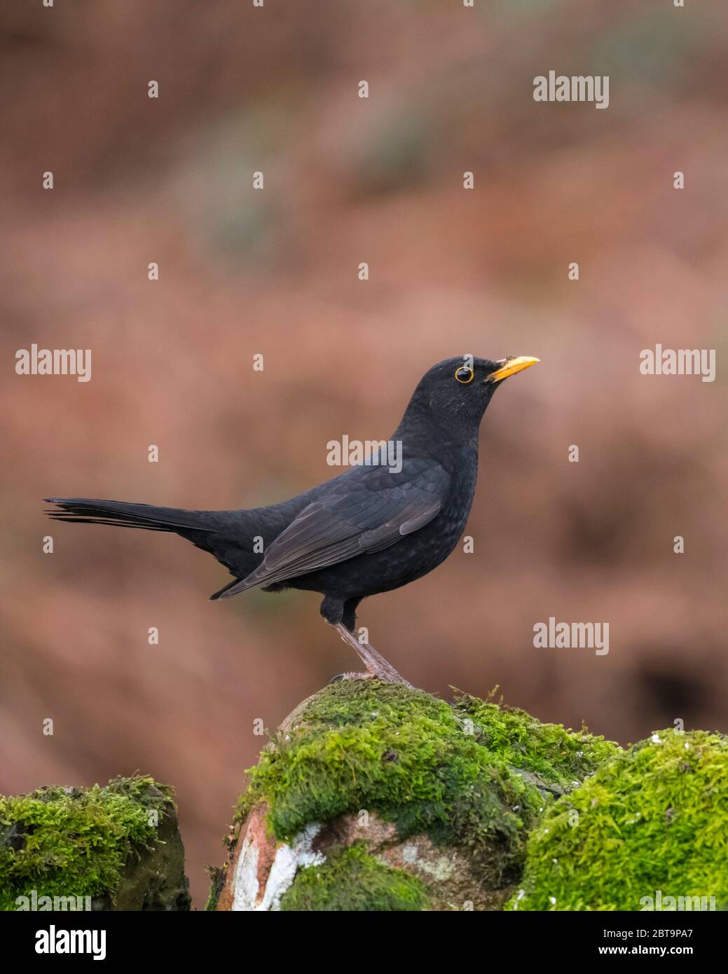 Male Common Blackbird, or Eurasian Blackbird, Turdus merula, Dumfries & Gallway, Scotland Stock Photo