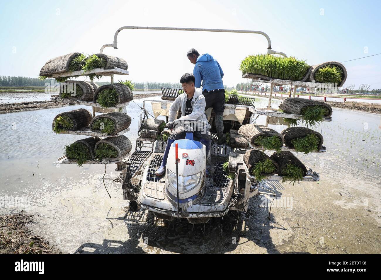 Panjin, China's Liaoning Province. 24th May, 2020. Farmers operate a rice transplanter to plant rice seedlings in Dawa District in Panjin City, northeast China's Liaoning Province, May 24, 2020. Rice transplanting of over 1.59 million mu (about 106,000 hectares) paddy fields in Panjin, the main rice producing area in Liaoning, has started recently. Credit: Pan Yulong/Xinhua/Alamy Live News Stock Photo
