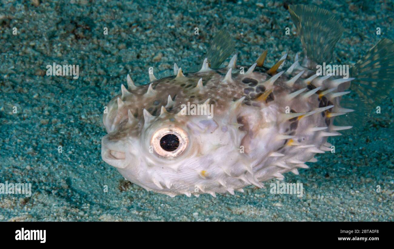 Close up of cute pufferfish in the Philippines Stock Photo