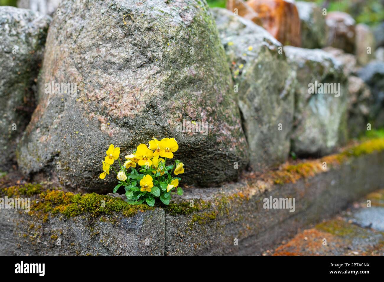 A  California golden violet (Viola pedunculata) grows between stones and sticks out in a rain shower Stock Photo