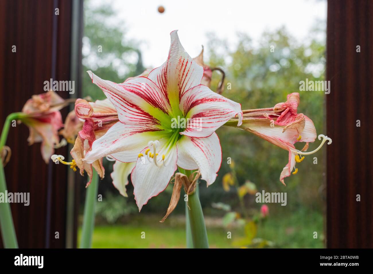 A  hippeastrum vittatum is in full bloom while withered flowers are next to it Stock Photo