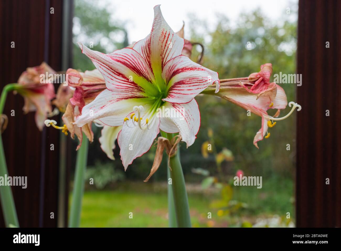 A hippeastrum vittatum is in full bloom while withered flowers are next to  it Stock Photo - Alamy
