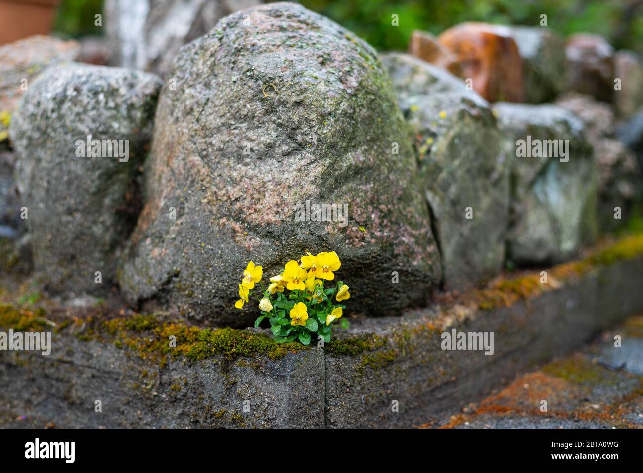 A  California golden violet (Viola pedunculata) grows between stones and sticks out in a rain shower Stock Photo