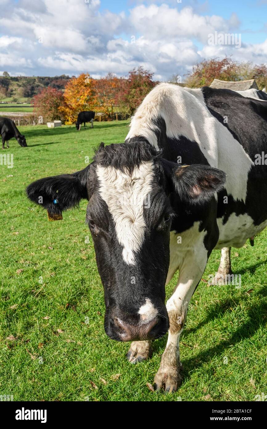 Friesian cow hi-res stock photography and images - Alamy