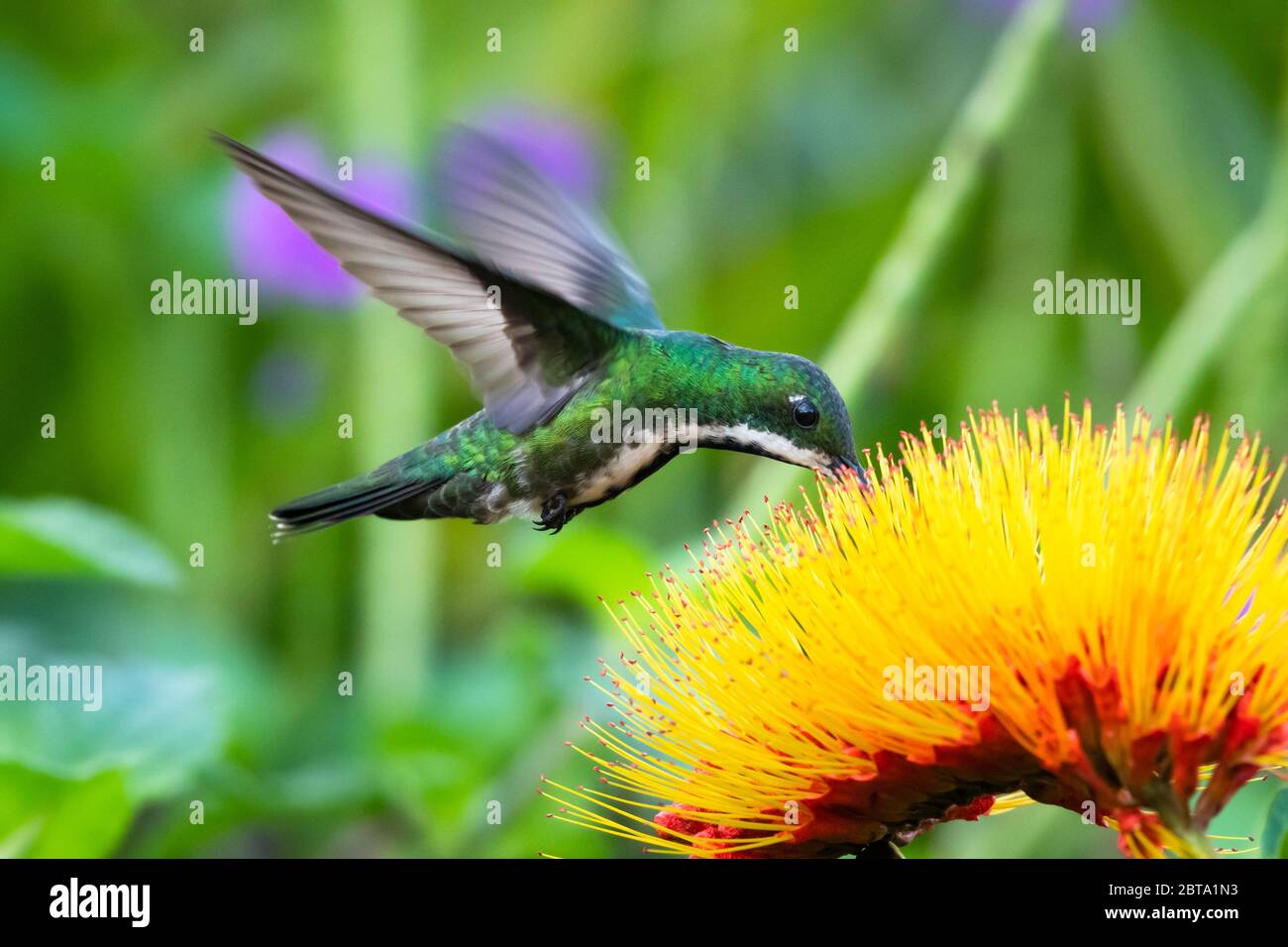 A female Black-throated Mango hummingbird feeding on the Monkey Brush Vine flower. Stock Photo
