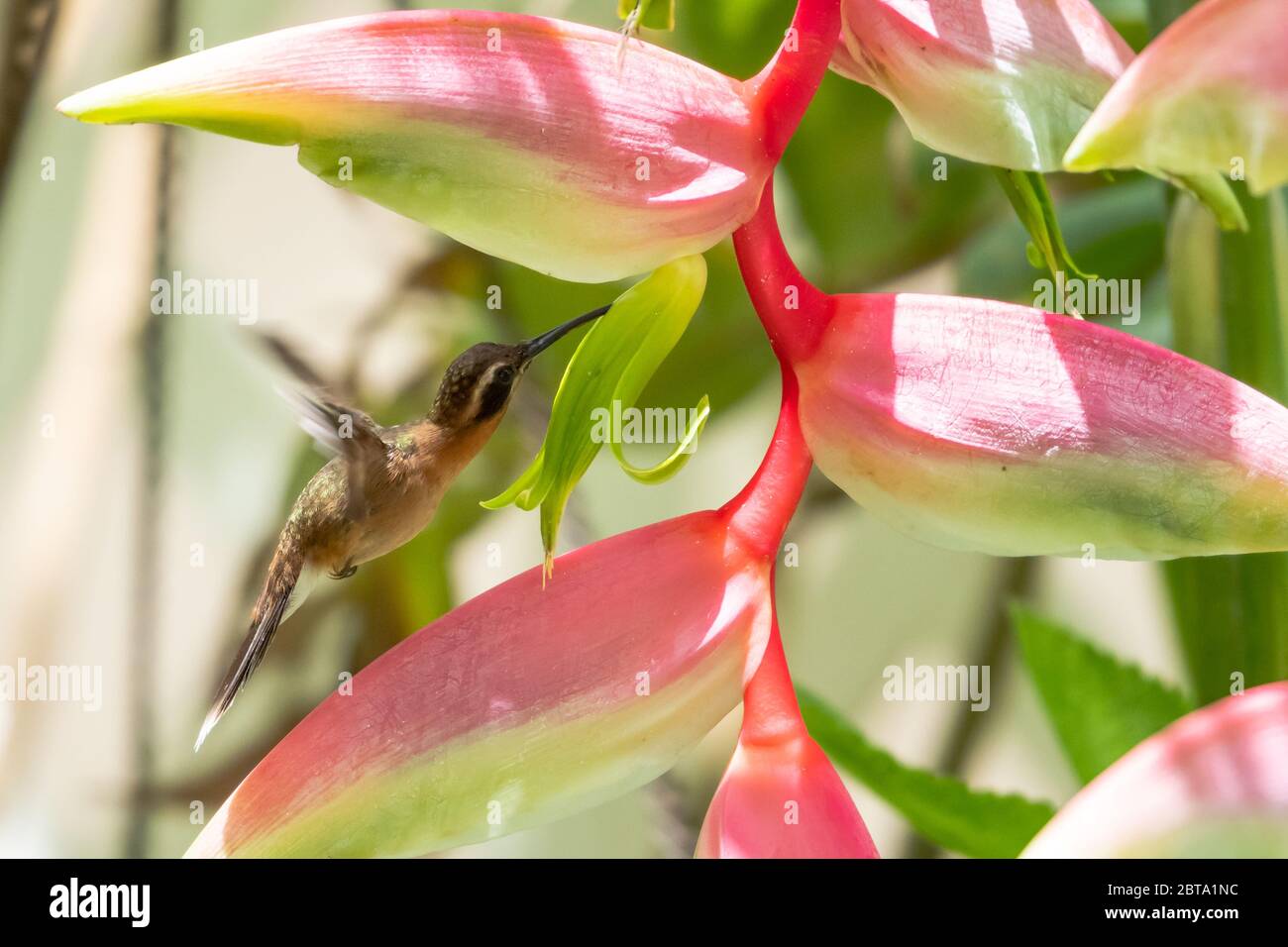 A Little Hermit hummingbird feeding on a Flamingo Pink Heliconia flower. Stock Photo