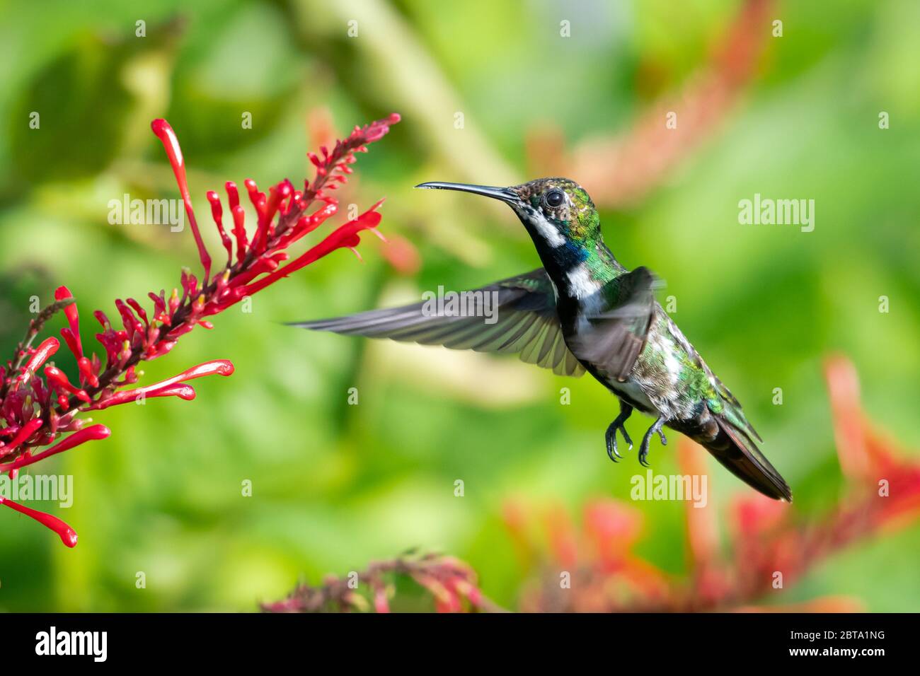 A juvenile Black-throated Mango feeding on red tubular flowers in a tropical garden. Stock Photo