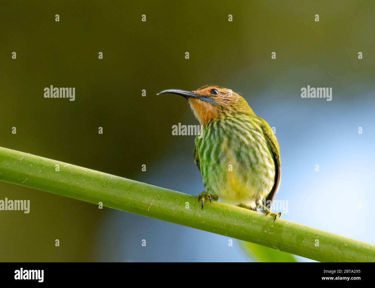 A female Purple Honeycreeper perching on a papaya branch in the rain forest. Stock Photo