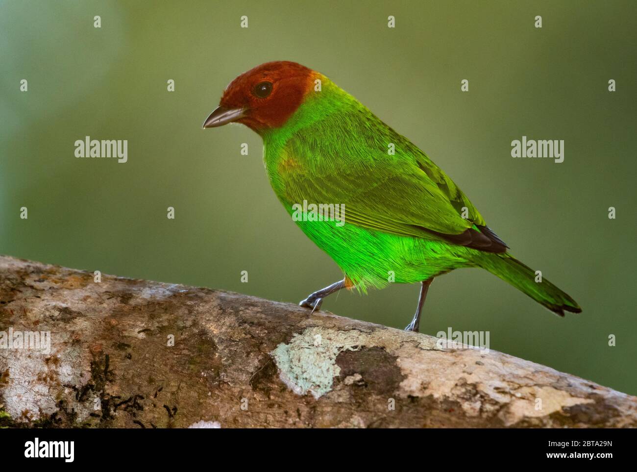 A Bay-headed Tanager perching on a branch in the rainforest. Stock Photo