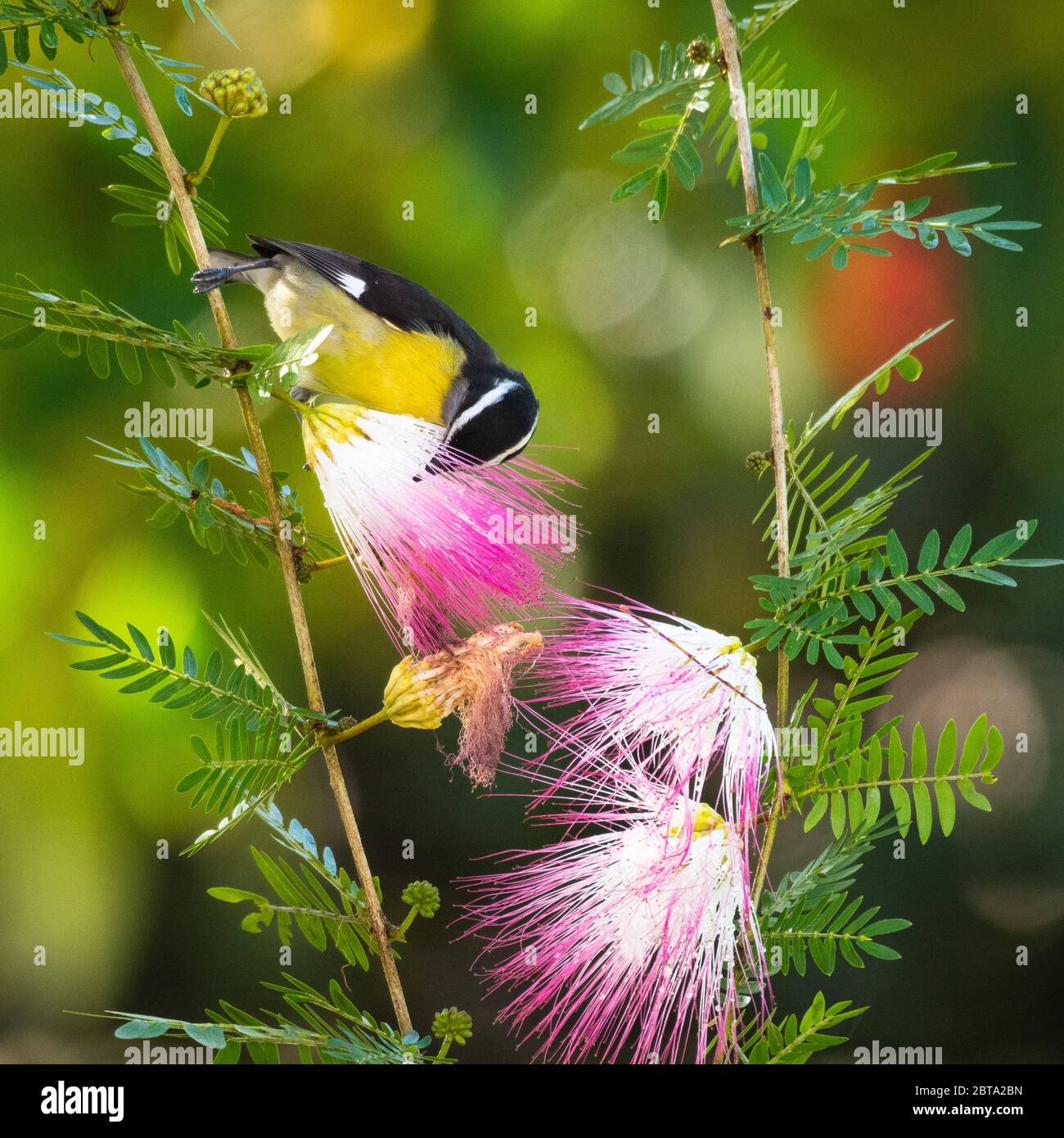 Bananaquit birds in tree hi-res stock photography and images - Alamy
