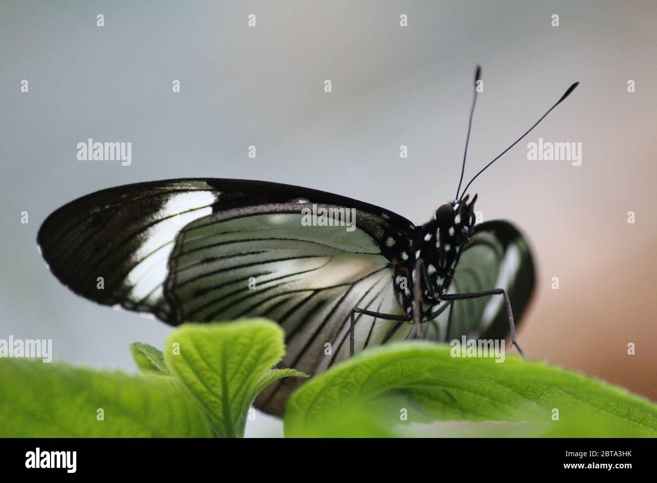 The great Mormon butterfly Stock Photo