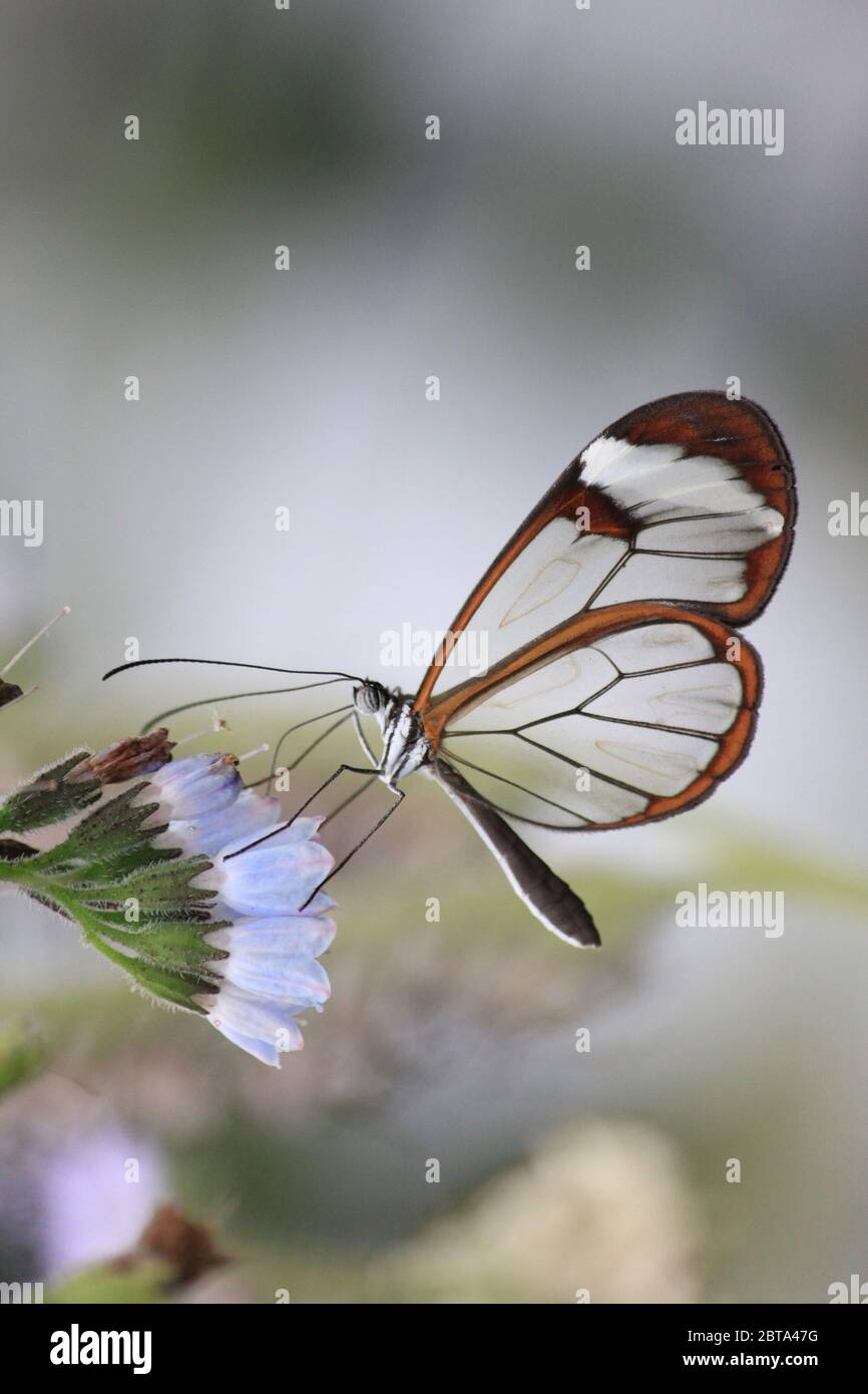 Glasswing butterfly Stock Photo