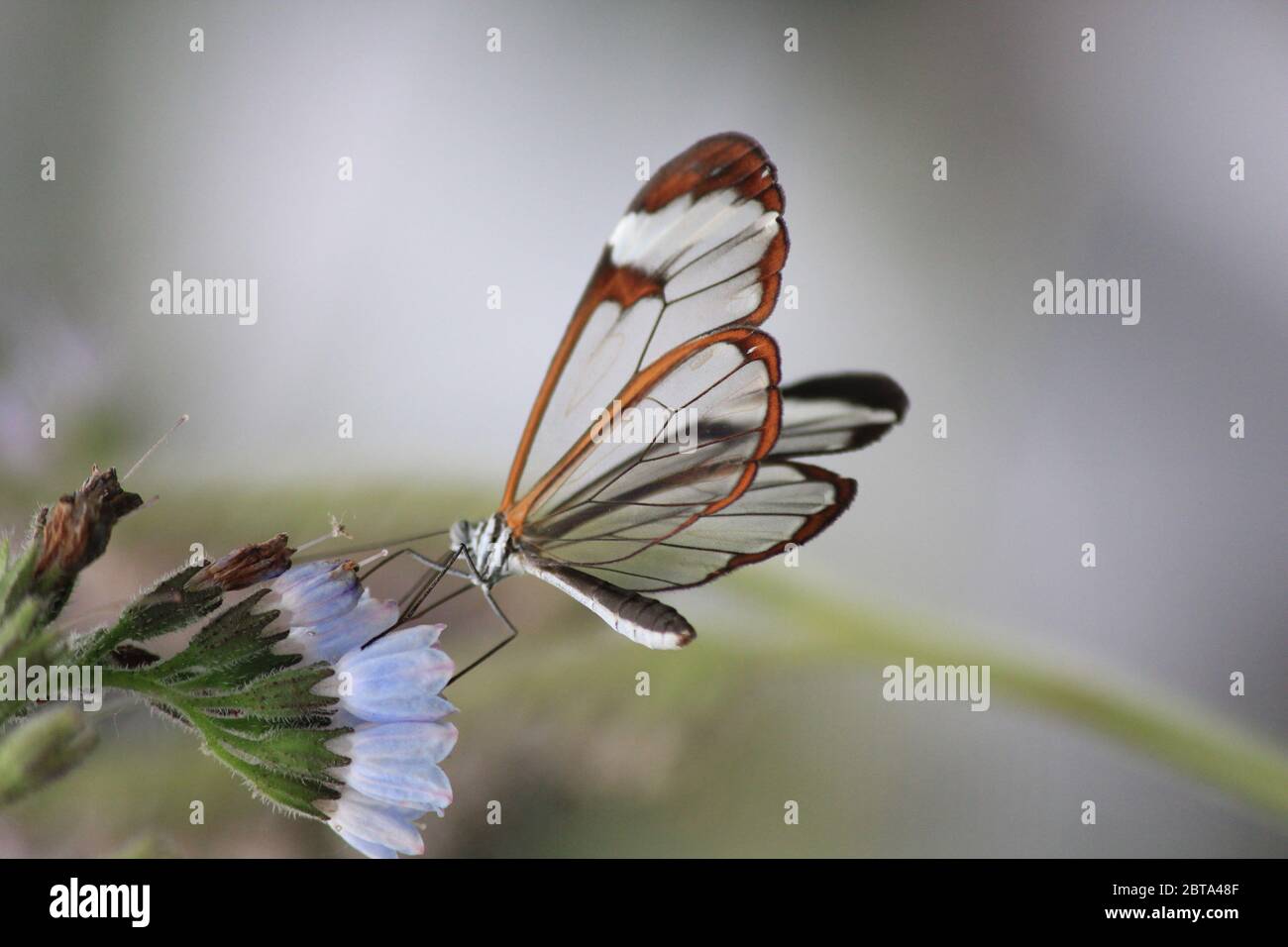 Glasswing butterfly Stock Photo