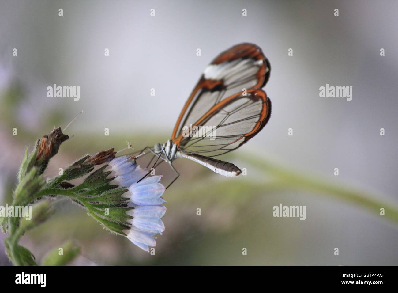 Glasswing butterfly Stock Photo