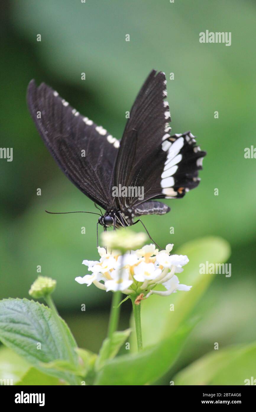 The great Mormon butterfly Stock Photo
