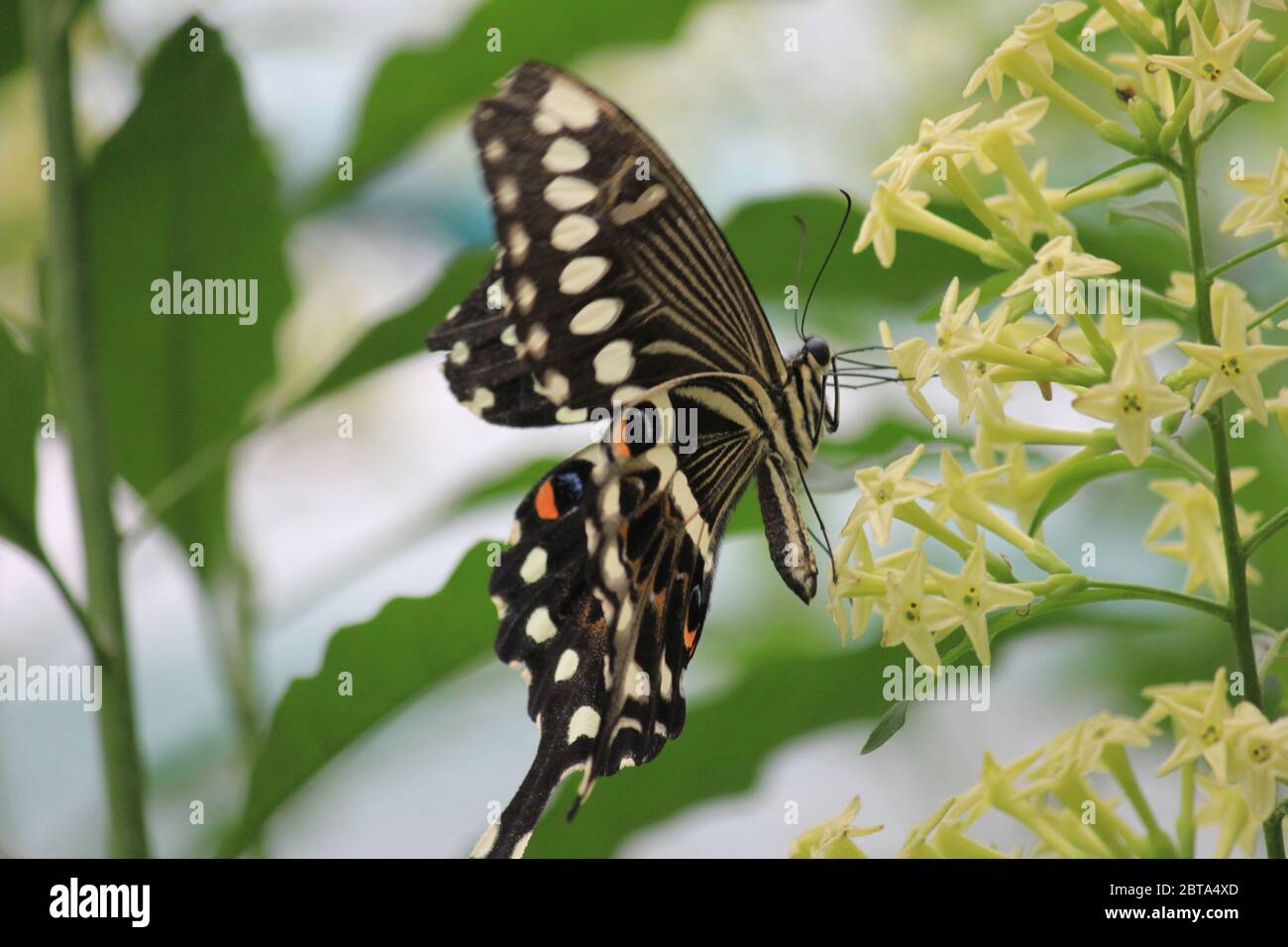 Butterfly Stock Photo